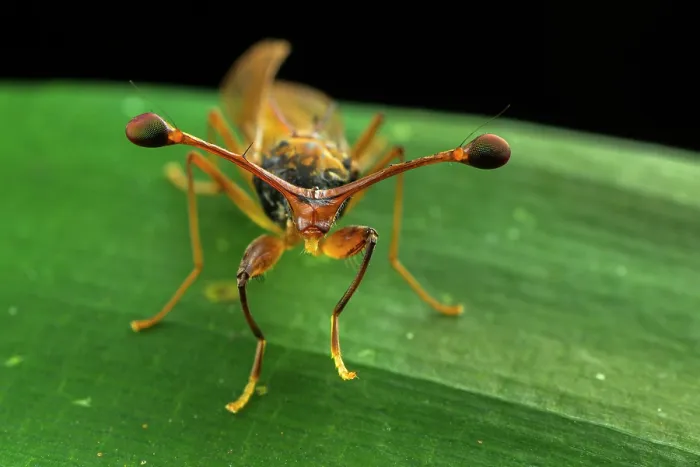 Framed Print : Stalk-eyed fly (Diopsidae) male, portrait, Kibale National Park, Uganda