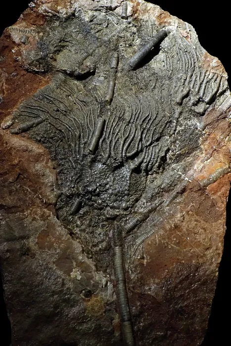 Framed Print : Stalked crinoid fossil, a fossilised Sea lily in rock. May, 2023 Framed Print : Stalked crinoid fossil, a fossilised Sea lily in rock. May, 2023