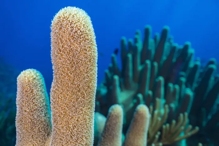 Framed Print : A stand of Pillar coral (Dendrogyra cylindrus) growing on a coral reef, East End Framed Print : A stand of Pillar coral (Dendrogyra cylindrus) growing on a coral reef, East End