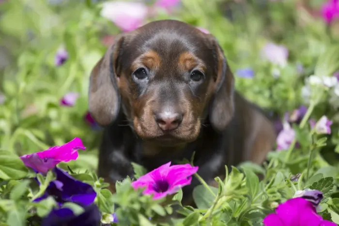 Framed Print : Standard Dachshund puppy ingarden flowers, Monroe, Connecticut, USA Framed Print : Standard Dachshund puppy ingarden flowers, Monroe, Connecticut, USA