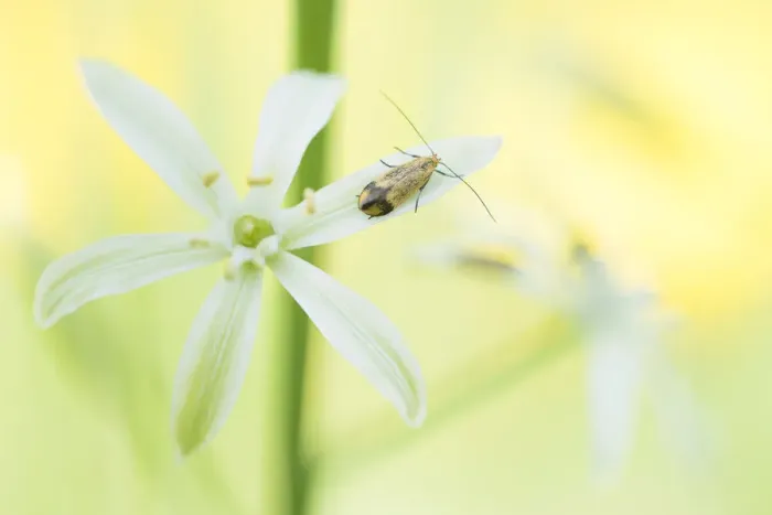 Framed Print : Star of Bethlehem (Ornithogalum narbonense) flower, insect on petal. Cyprus. April Framed Print : Star of Bethlehem (Ornithogalum narbonense) flower, insect on petal. Cyprus. April