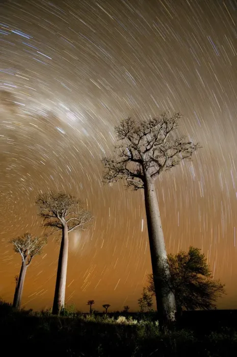Framed Print : Star trails above Baobab trees (Adansonia za) at night, Zombitse National Park, Madagascar Framed Print : Star trails above Baobab trees (Adansonia za) at night, Zombitse National Park, Madagascar