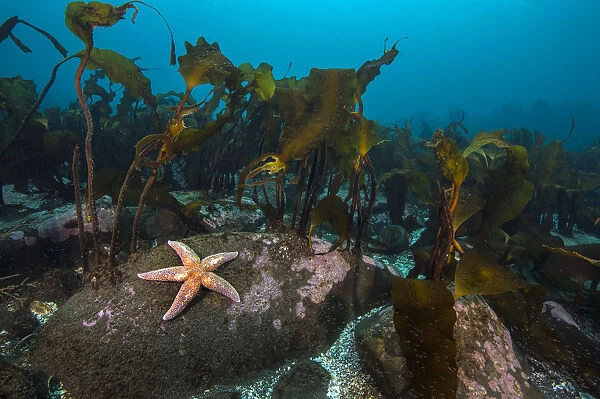 Starfish (Asterias rubens) below kelp in the typical scenery in Thorshofn Bay, north Iceland