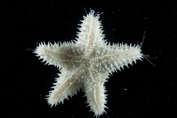 Starfish (Asteroid) with sensory and locomotive hydraulic tube feet extended