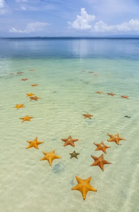 Framed Print : Starfish Beach, with many starfish in the shallow sea (Asteroidea) Colon Island Framed Print : Starfish Beach, with many starfish in the shallow sea (Asteroidea) Colon Island