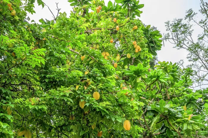 Framed Print : Starfruit (Averrhoa carambola) tree with yellow fruits, Loaua Island, New Ireland Province, Papua New Guinea Framed Print : Starfruit (Averrhoa carambola) tree with yellow fruits, Loaua Island, New Ireland Province, Papua New Guinea