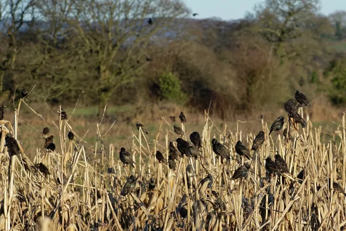 Framed Print : Starling (Sturnus vulgaris) flock perched at a pre-roost in a Maize field at dusk, near Westhay, Somerset, UK, January Framed Print : Starling (Sturnus vulgaris) flock perched at a pre-roost in a Maize field at dusk, near Westhay, Somerset, UK, January