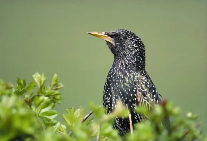 Framed Print : Starling (Sturnus vulgaris) perched on top of hawthorn hedge, Berwickshire, Scotland, May Framed Print : Starling (Sturnus vulgaris) perched on top of hawthorn hedge, Berwickshire, Scotland, May