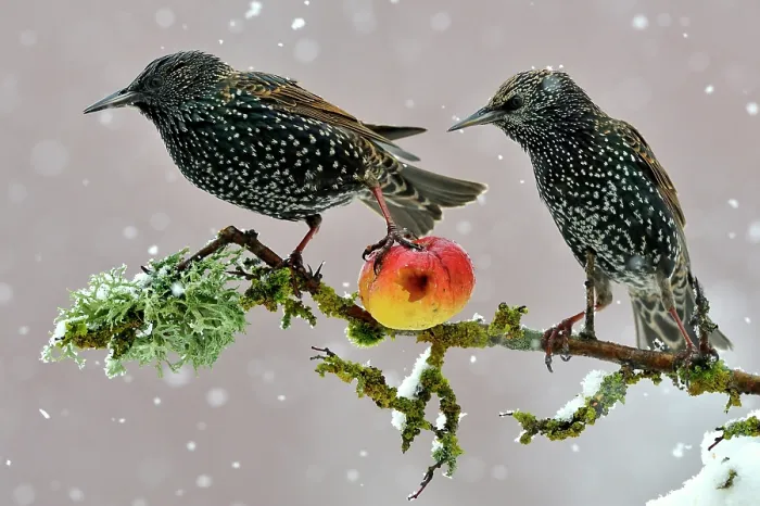 Framed Print : Starlings (Sturnus vulgaris), adults perched on branch in winter feeding on apple. Lorraine France. 3rd Prize in the Melvita Nature Images Awards competition 2013 Framed Print : Starlings (Sturnus vulgaris), adults perched on branch in winter feeding on apple. Lorraine France. 3rd Prize in the Melvita Nature Images Awards competition 2013