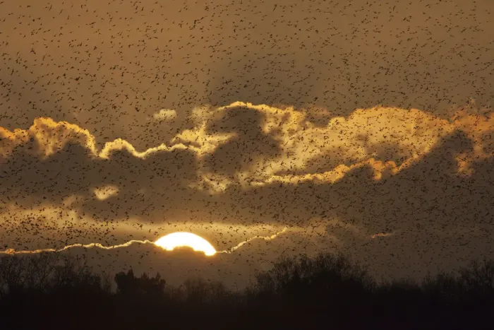 Framed Print : Starlings (Sturnus vulgaris) coming in to roost at Shapwick, Somerset Levels, Somerset, England, UK Framed Print : Starlings (Sturnus vulgaris) coming in to roost at Shapwick, Somerset Levels, Somerset, England, UK