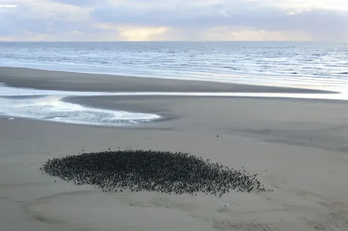 Framed Print : Starlings (Sturnus vulgaris) resting on Blackpool Beach, UK. October Framed Print : Starlings (Sturnus vulgaris) resting on Blackpool Beach, UK. October