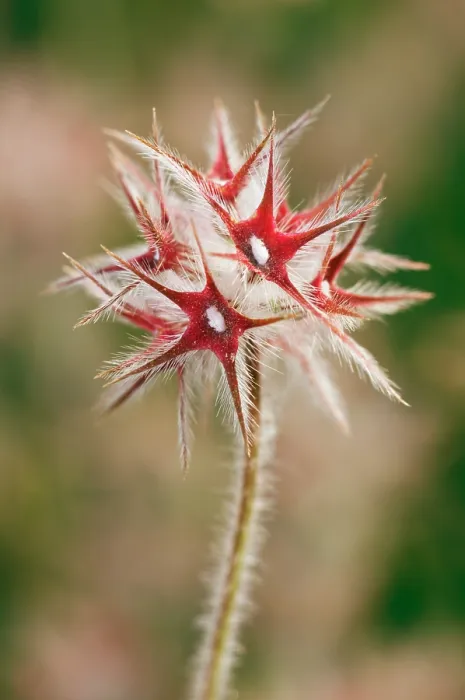 Framed Print : Starry clover (Trifolium stellatum) fruiting head with red calyx, Arta to Capdepera, Majorca, Balearic Islands. April Framed Print : Starry clover (Trifolium stellatum) fruiting head with red calyx, Arta to Capdepera, Majorca, Balearic Islands. April