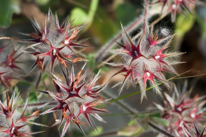 Framed Print : Starry clover (Trifolium stellatum) fruiting head with red calyx,  Arta to Capdepera, Majorca, Balearic Islands. April