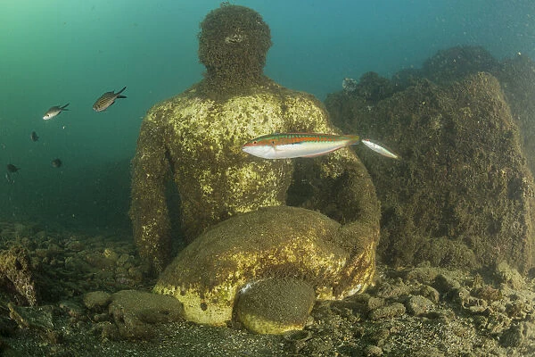 Statue depicting companion of Ulysses, perhaps Baio, located in submerged Nymphaeum of Emperor Claudius. Marine Protected Area of Baia, Naples, Italy. Tyrrhenian sea. statue encrusted with sealife