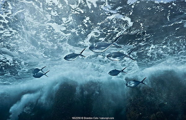 Steel pompano (Trachinotus stilbe) fish swimming under stormy seas at Roca Redonda