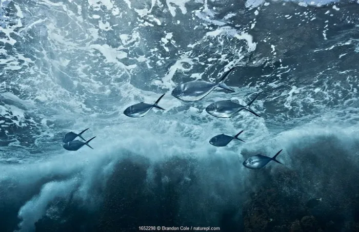 Framed Print : Steel pompano (Trachinotus stilbe) fish swimming under stormy seas at Roca Redonda Framed Print : Steel pompano (Trachinotus stilbe) fish swimming under stormy seas at Roca Redonda