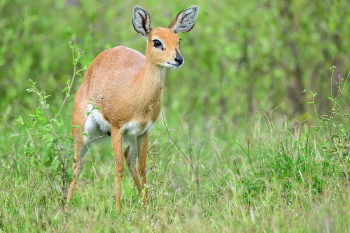 Framed Print : Steenbok (Raphicerus campestris) standing in grassland, Ndutu area, Ngorongoro Conservation Area (NCA) / Serengeti border, Tanzania Framed Print : Steenbok (Raphicerus campestris) standing in grassland, Ndutu area, Ngorongoro Conservation Area (NCA) / Serengeti border, Tanzania