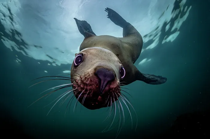 Framed Print : Steller sea lion (Eumeptopias jubatus) swimming underwater, Salish Sea, Vancouver Island, British Columbia, Canada Framed Print : Steller sea lion (Eumeptopias jubatus) swimming underwater, Salish Sea, Vancouver Island, British Columbia, Canada