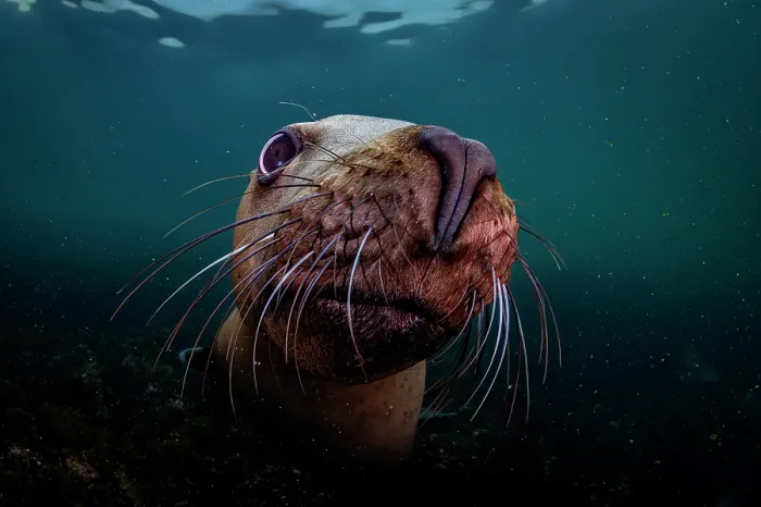 Framed Print : Steller sea lion (Eumeptopias jubatus) underwater portrait, Salish Sea, Vancouver Island, British Columbia, Canada Framed Print : Steller sea lion (Eumeptopias jubatus) underwater portrait, Salish Sea, Vancouver Island, British Columbia, Canada