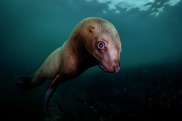 Framed Print : Steller sea lion (Eumeptopias jubatus) underwater portrait, Salish Sea, Vancouver Island, British Columbia, Canada Framed Print : Steller sea lion (Eumeptopias jubatus) underwater portrait, Salish Sea, Vancouver Island, British Columbia, Canada