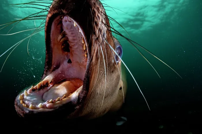 Framed Print : Steller sea lion (Eumetopias jubatus) with gaping mouth, underwater portrait, Hornby Island, British Columbia, Canada, Pacific Ocean Framed Print : Steller sea lion (Eumetopias jubatus) with gaping mouth, underwater portrait, Hornby Island, British Columbia, Canada, Pacific Ocean