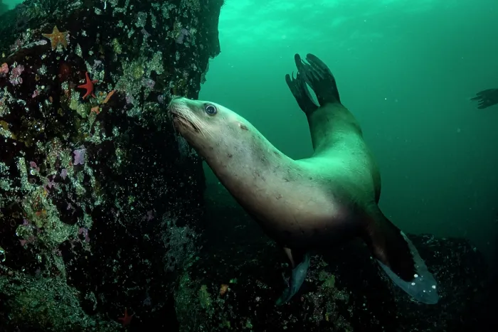Framed Print : Steller sea lion (Eumetopias jubatus) swimming along reef wall, Hornby Island, British Columbia, Canada, Pacific Ocean Framed Print : Steller sea lion (Eumetopias jubatus) swimming along reef wall, Hornby Island, British Columbia, Canada, Pacific Ocean