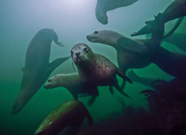 Steller sea lions (Eumetopias jubatus) playing underwater, Inian Island, Alaska, USA