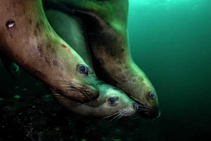 Framed Print : Three Steller sea lions (Eumetopias jubatus) diving, Hornby Island, British Columbia, Canada Framed Print : Three Steller sea lions (Eumetopias jubatus) diving, Hornby Island, British Columbia, Canada
