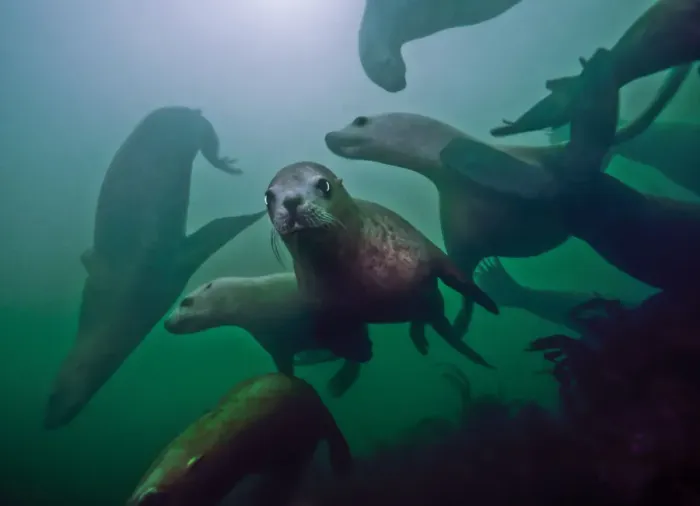Framed Print : Steller sea lions (Eumetopias jubatus) playing underwater, Inian Island, Alaska, USA Framed Print : Steller sea lions (Eumetopias jubatus) playing underwater, Inian Island, Alaska, USA