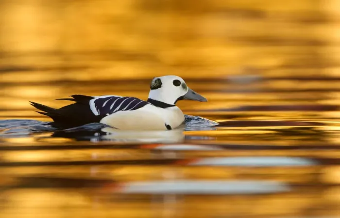 Framed Print : Stellers Eider (Polysticta stelleri) male swimming, Varangerfjord, Norway, April