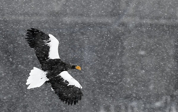 Stellers sea eagle (Haliaeetus pelagicus) flying through snow storm, Hokkaido
