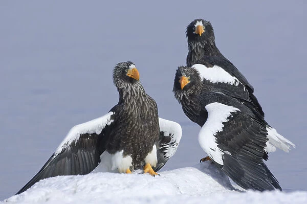 Stellers sea eagle (Haliaeetus pelagicus) three eagles beside Lake Kuril, Kamchatka