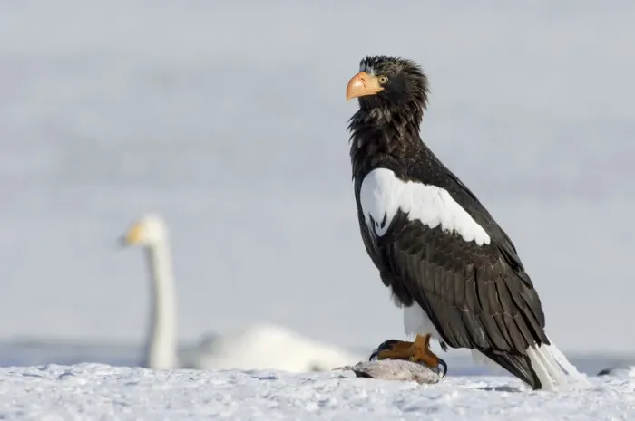 Framed Print : Stellers sea eagle (Haliaeetus pelagicus) with fish prey, Bewick swan in the background Framed Print : Stellers sea eagle (Haliaeetus pelagicus) with fish prey, Bewick swan in the background