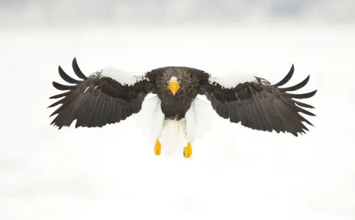 Framed Print : Stellers sea eagle (Haliaeetus pelagicus) in flight, Japan, February Framed Print : Stellers sea eagle (Haliaeetus pelagicus) in flight, Japan, February