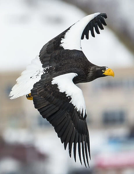 Stellers sea-eagle (Haliaeetus pelagicus) in flight #15313291