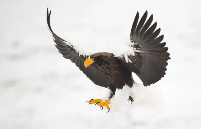 Framed Print : Stellers sea eagle (Haliaeetus pelagicus) in flight, about to land, Japan, February Framed Print : Stellers sea eagle (Haliaeetus pelagicus) in flight, about to land, Japan, February