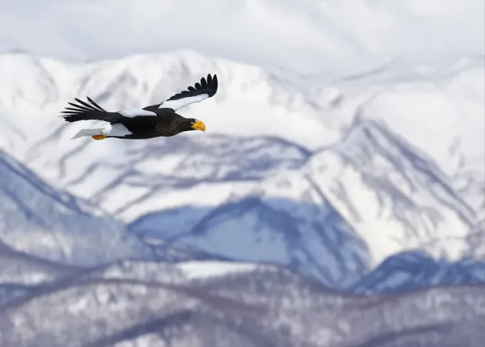 Framed Print : Stellers sea eagle (Haliaeetus pelagicus) in flight with mountains behind, Hokkaido Framed Print : Stellers sea eagle (Haliaeetus pelagicus) in flight with mountains behind, Hokkaido