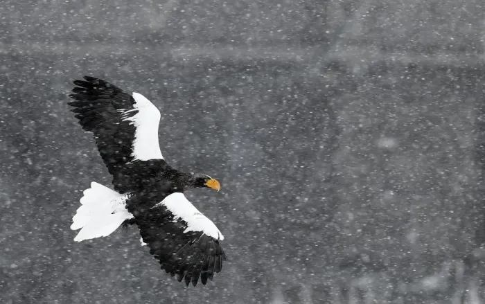 Framed Print : Stellers sea eagle (Haliaeetus pelagicus) flying through snow storm, Hokkaido Framed Print : Stellers sea eagle (Haliaeetus pelagicus) flying through snow storm, Hokkaido