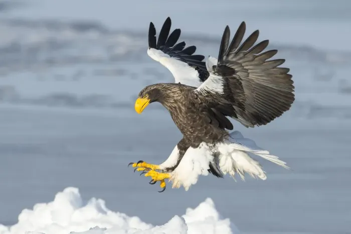 Framed Print : Stellers Sea Eagle (Haliaeetus pelagicus) landing, Hokkaido, Japan. February Framed Print : Stellers Sea Eagle (Haliaeetus pelagicus) landing, Hokkaido, Japan. February