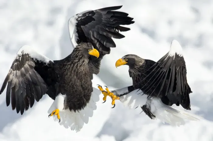 Framed Print : Stellers Sea Eagles (Haliaeetus pelagicus) fighting on ice floe, Hokkaido, Japan Framed Print : Stellers Sea Eagles (Haliaeetus pelagicus) fighting on ice floe, Hokkaido, Japan