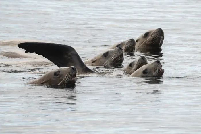 Framed Print : Stellers sea lions (Eumetopias jubatus) off the coast of the Great Bear Rainforest