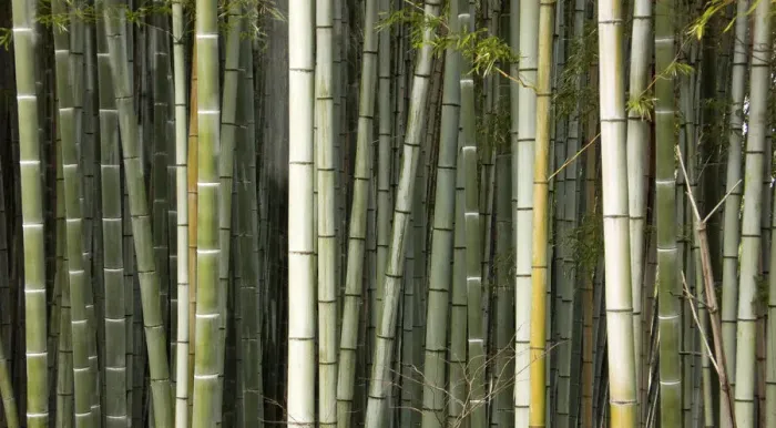 Framed Print : Stems of Giant bamboo (Cathariostachys) Rakusai Bamboo Park, Japan Framed Print : Stems of Giant bamboo (Cathariostachys) Rakusai Bamboo Park, Japan