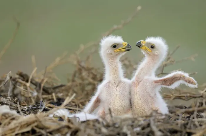 Framed Print : Two Steppe eagle (Aquila nipalensis) chicks in their nest Framed Print : Two Steppe eagle (Aquila nipalensis) chicks in their nest