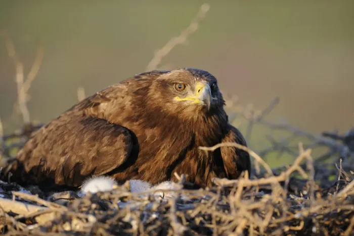 Framed Print : Steppe eagle (Aquila nipalensis) on nest with chicks, Cherniye Zemli (Black Earth) Nature Reserve Framed Print : Steppe eagle (Aquila nipalensis) on nest with chicks, Cherniye Zemli (Black Earth) Nature Reserve