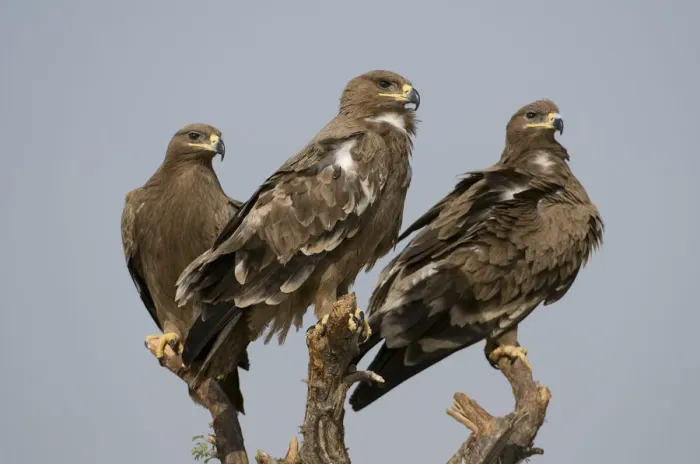 Framed Print : Three Steppe Eagles (Aquila nipalensis) perched, Rajasthan, India