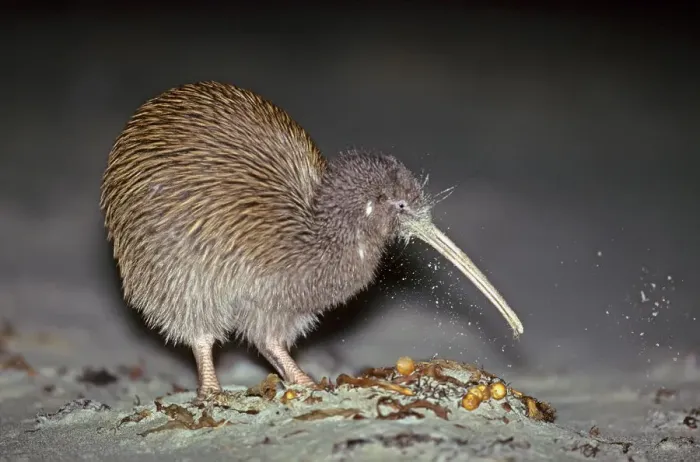 Framed Print : Stewart Island Brown Kiwi  /  Southern Tokoeka (Apteryx australis lawryi), female