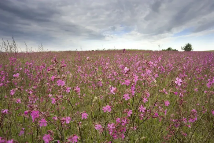 Framed Print : Sticky catchfly (Silene viscaria) in flower meadow, Lithuania, June 2009 Framed Print : Sticky catchfly (Silene viscaria) in flower meadow, Lithuania, June 2009
