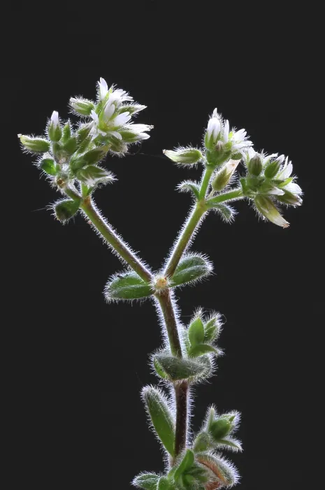 Framed Print : Sticky mouse-ear (Cerastium glomeratum) in flower, Dorset, England, UK. May. Studio shot Framed Print : Sticky mouse-ear (Cerastium glomeratum) in flower, Dorset, England, UK. May. Studio shot