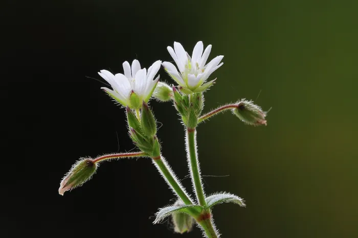 Framed Print : Sticky mouse ear chickweed (Cerastium glomeratum) in flower, Dorset, England, UK. June. Studio shot