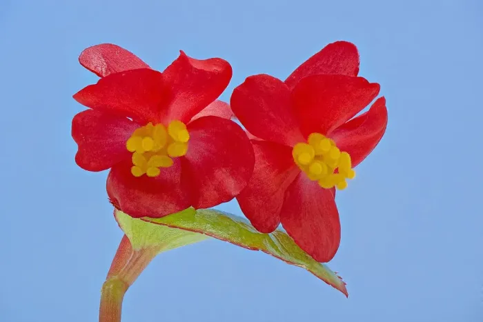 Framed Print : Stigmas in female flowers of single Wax begonia (Begonia semperflorens group) mimic Framed Print : Stigmas in female flowers of single Wax begonia (Begonia semperflorens group) mimic